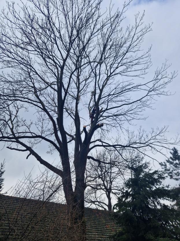 kácení 200 let starého Jasanu Český těšín